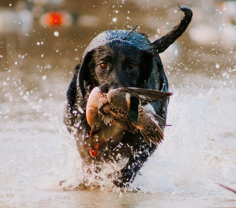 Duck Dog Collection