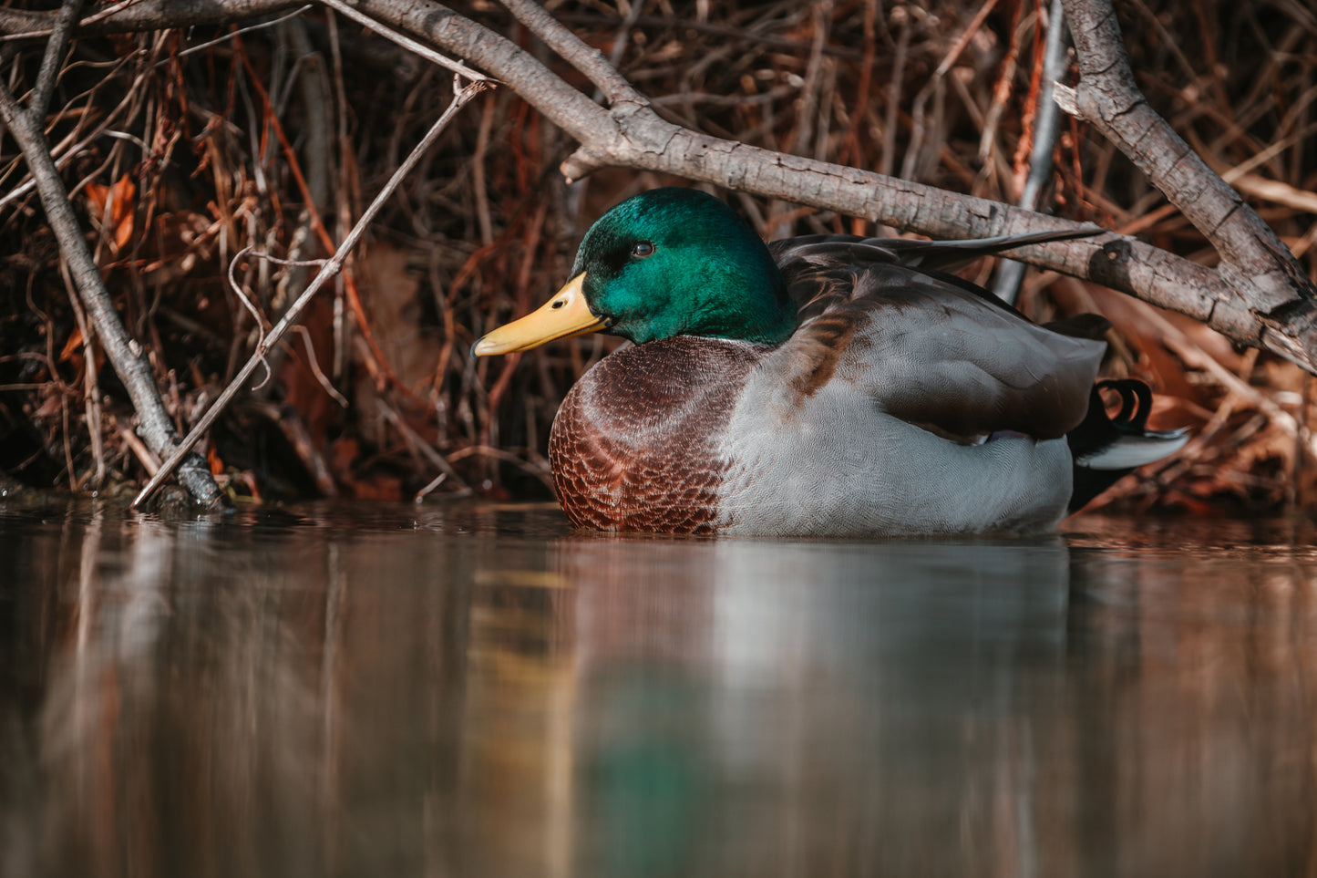 Duck Fest MO